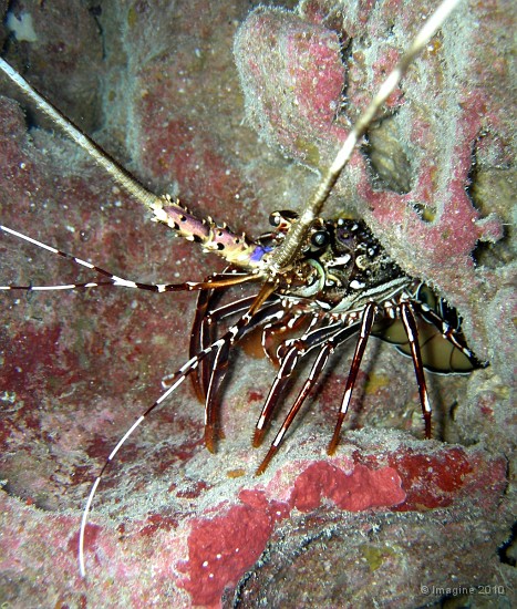 39- Langouste rouge ou caroline - Ilot Kouare.JPG